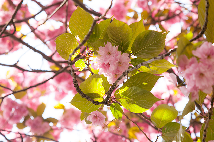 Праздник цветения сакур ВШХТ, Ханами / Chemici slaví vzkvět sakur, Hanami
